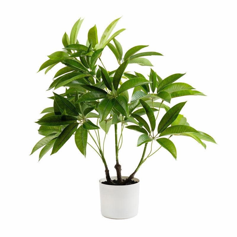 60cm Real Touch Schefflera / Umbrella Plant in White Pot